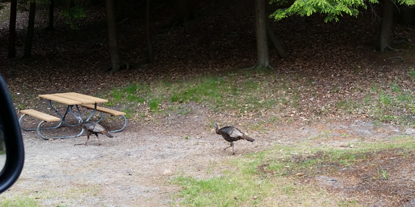 Wild turkeys on a campsite at Ludington State Park