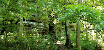 Trillium  Trail cliff and trees