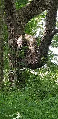 Odd tre branching along Meadow Valley Trail at Governor Dodge State Park