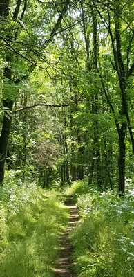 Unidentified path in Governor Dodge State Park